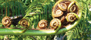 korupic