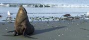 sealpic